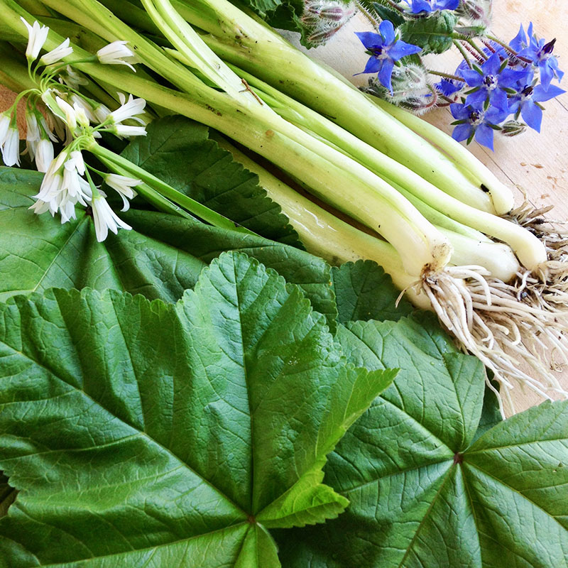 wild leek mallow borage