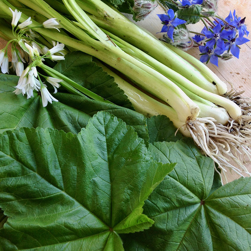 wild leek mallow and borage blossoms