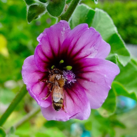 mallow blossom and bee