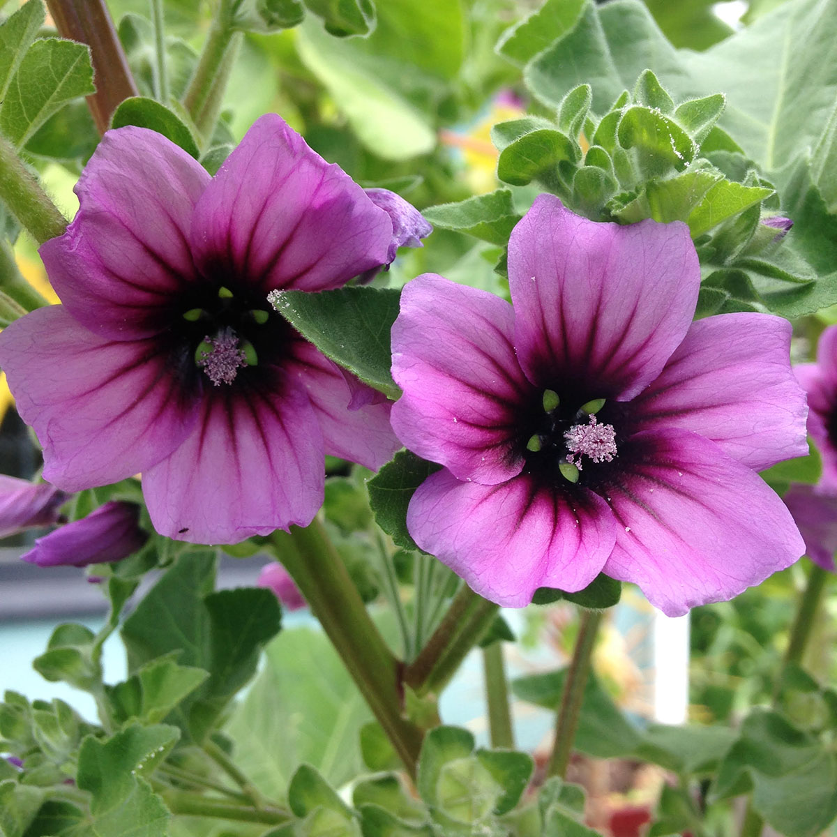 tree mallow blossoms